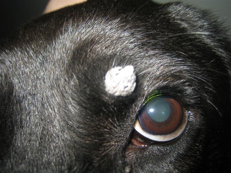 Wart Dog